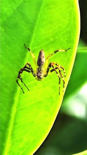 asmr Sound Spider Jumping Effect 4K #shorts