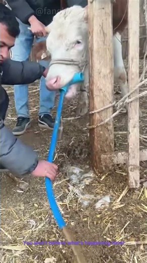Shocking! Farmers Extracting Liquid from a Cow with a Hose!