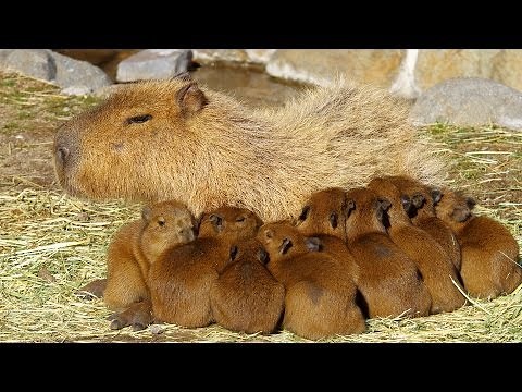 11匹の仔カピバラが誕生！伊豆アニマルキングダム ( 11 baby capybaras were born in Izu Animal Kingdom )