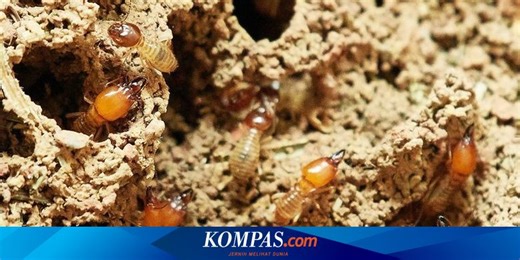Ahli Serangga Ungkap 7 Cara Mencegah Rayap Masuk dan Merusak Rumah