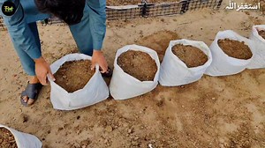 1.5K views · 100 reactions | Ghar ma shelma kasy ugaye | How to Grow...