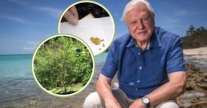 David Attenborough przekazał bezcenny dar. W naturze już wymarł