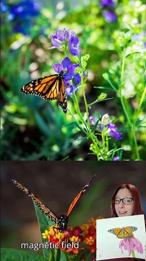How Monarch Butterflies Navigate