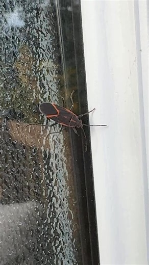 They’re everywhere. At this point my place is more boxelder bug than house. -Sam #XMiddays #yyc #calgary | X92.9 Calgary's Alternative
