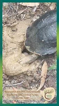 The Secret Life of Turtles: Nesting Close-Up Observations