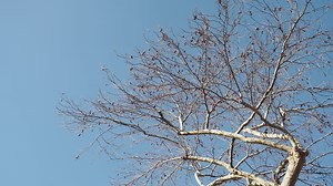Download tree branches without leaf against blue sky for free