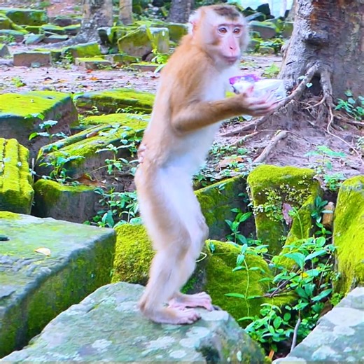 abandoned monkey stand up two legs drink milk | Monkey's