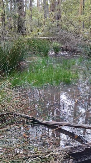 Hiding away in the bush North of Bairnsdale in East Gippsland is the remainder of this late 1800's hand dug dam that once provided water to a boiler to create steam to power a 10 head stamper battery to process gold. While its easy to mistake for a natural bog these days, it certainly didnt begin life that way and had a 1 million gallon capacity to supply the mining effort nearby. Jump on my YT account on the link in my "about" section or look at my previous post and there is a full length video