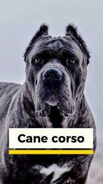 Cane corso amazing facts 😱… #shorts #shortsfeed #canecorso
