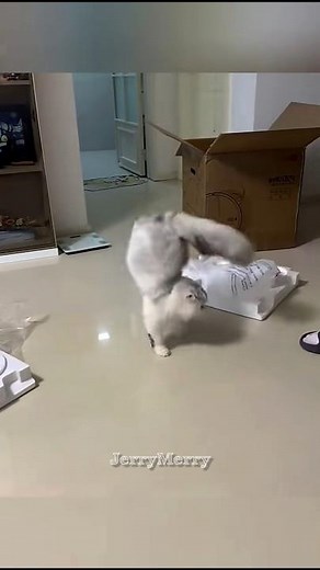10 Most Scary Cats Reactions 😂😂 #shorts #cat
