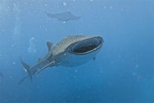 13 reactions | Blue Force Fleet on Reels | Facebook