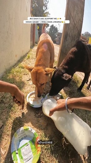 Alxe🍀 | Please do one comment for my work 👉🙏🐕 @_alxe_2462 #viralreels #motivation #trendingreels #explore #fyp #love #instagram #reelsviral #help... | Instagram