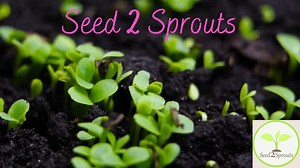 Hairy Vetch Cover Crop Seeds, Non-gmo - Etsy