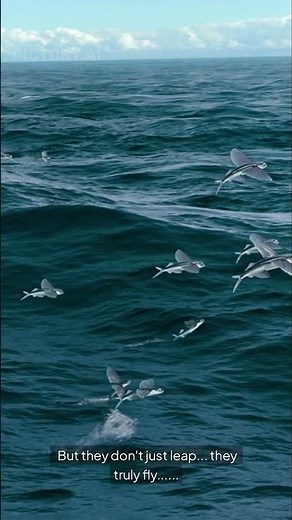 Secrets of the Flying Fish: The Four-Winged Gliders of the Ocean | How Do They Do That? #shorts