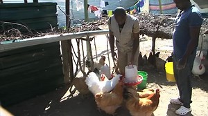 20K views · 301 reactions | Local chicken farmers are struggling to survive as a result of the current increase in chicken feed prices, which constitutes a 70% cost of production for both meat and eggs. Tonateni Haimbodi #NBCNews #nbcDSTV282 #nbcdigitalnews | NBC Digital News | Facebook