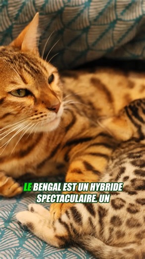 Le Bengal : le mini‑léopard domestique!#leopard