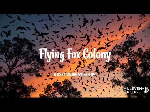 Flying Fox Colony • Mass Bat Sounds & Wing Flaps for Wildlife Immersion