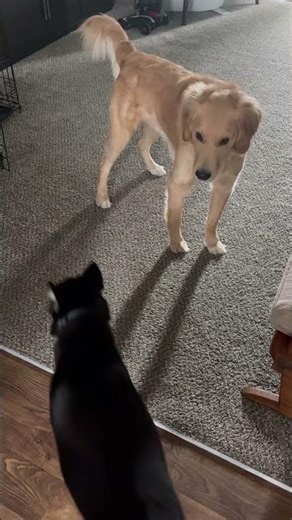 He didn’t trust my computer after this😂