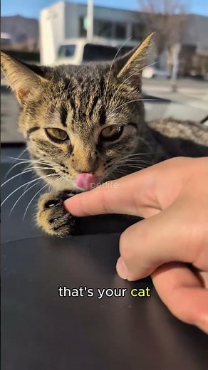 Why Your Cat Bites You Then Licks You 😱 #cat