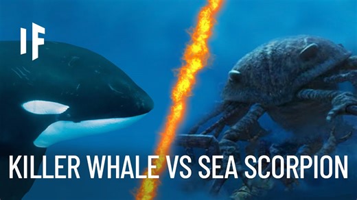 What would happen if a giant sea scorpion fought a killer whale?