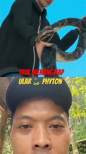 Trik menangkap 🐍 ular phyton #snake #shortvideos