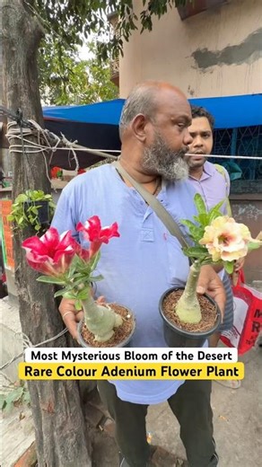 Rare Colour Adenium Flower Plant Variety at Ump Nursery Galiffstreet Kolkata