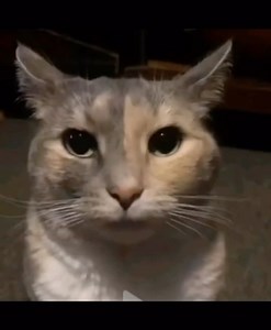 CatsLxve / Cat Memes on Instagram: "😐 . . . . . #cursedcats #Cursedcat #animalmemes #sadcats #catlife #bongocat #catfeatures #cats_of _world #catloversclub #catmemes #cat #cattos #catsofinstagram #catmeme #cattomeines #wholesome #catvideo #chonk #cats #politecat #memes #cats_of_instagram #sadcat #wholesomememes #funnycat #funnycatmeme #politecat #funny #cutecat #catsofinstagram #catlovers"