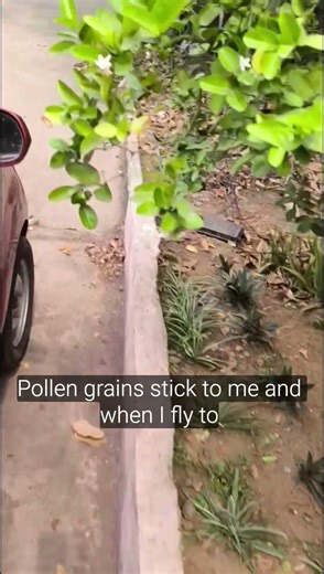 Why are flowers symmetrical ? For survival or pollination?