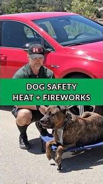 4th of July Dog Safety Tips: Heat Exhaustion Signs & Fireworks Calm