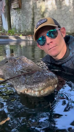 127K views · 5.1K reactions | Gator activity patterns!! Some great...