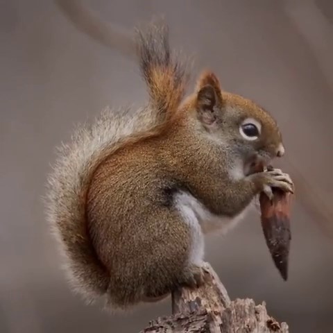Amazing Squirrel Appreciation Day Celebration You Can’t Miss