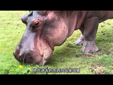 The King of Stink: Discover the Hippo's Extraordinary Feces Sense