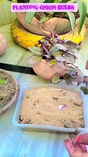 Planting Onion Bulbs or Seeds: A Step-by-Step Guide