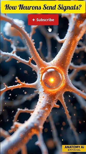 How Neurons Send Signals? | Inside the Brain’s Wiring