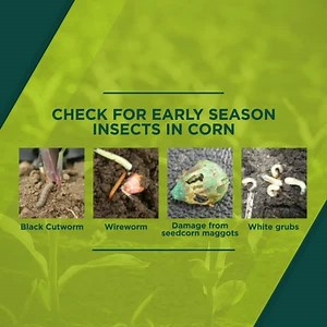 #AgAdvice: First comes planting, then come the bugs. Here’s what to look for after your corn is in the ground: https://learn.ag/2JmCawJ | Channel Seed