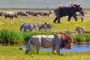 Populasi Satwa Liar Dunia Anjlok 69% dalam Rentang Tahun 1970 dan 2018 | National Geographic