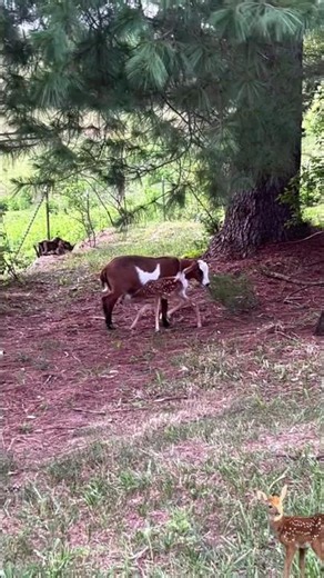 a fawn suckling on a goat🤣🥰