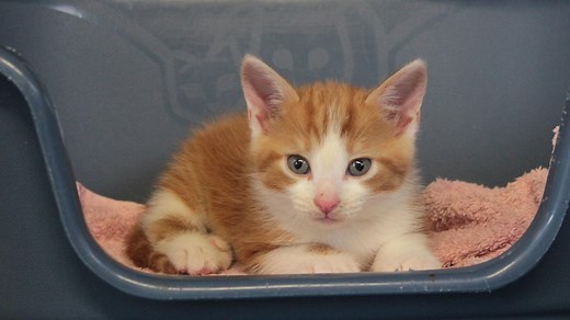 Besser als einfach aussetzen: Ein Tier im Tierheim abzugeben, kostet ab etwa 50 Euro aufwärts