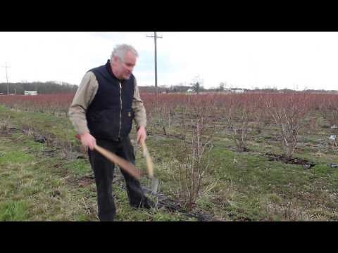 Pruning Young, Middle Aged, and Old Bluberry Plants | Indiana Berry