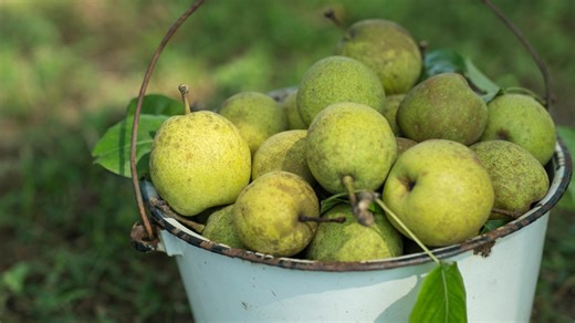 The Pear Tree | Watch online at WTTW.com