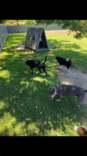 This is what boutique boarding really looks like. Not crowded yards. Not chaos. Not overstimulation. No bullshit claims. Just a calm, relaxed social group, kicking back in the shade on a warm day — fresh air, sunshine, plenty of supervision, and plenty of space to simply be a dog. Look at their temperaments. You can see it. Content. Relaxed. Happy. Smaller groups mean more hands-on care. It means we know every dog by name, their personality, their habits, their moods — even what’s normal for the