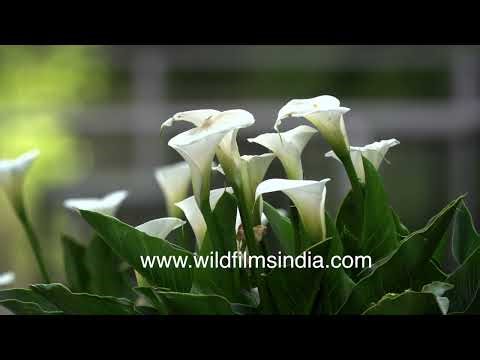 Bunches of giant white stately Arum Lily flowers grow at wildfilmsindia Himlayan botanical arboretum