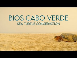BIOS CV - Sea Turtle Conservation Program | Documentary