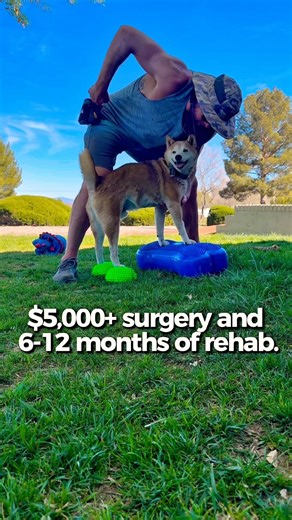 Science says: Prevent ACL tears with balance training #caninefitness #sportpt #injuryprevention