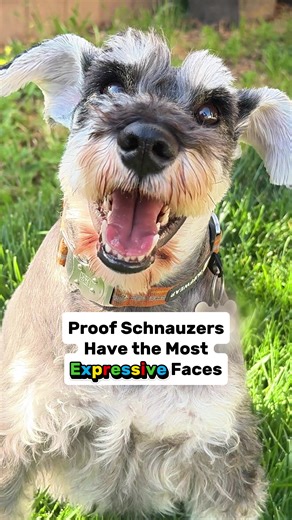 Schnauzers: The Most Expressive Dog Faces Revealed