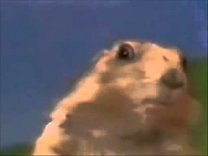 Dun Dun Dun..... Evil Gopher