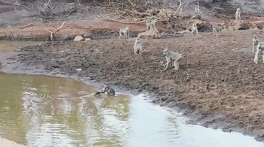 Monkeys shout in fear as young baboon gets caught by crocodile