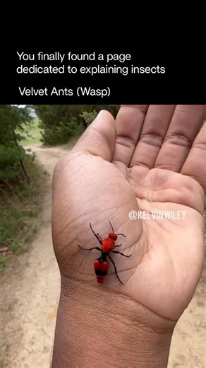 Explaining Insects 🦋 on Instagram: "Velvet ants are actually a type of wasp, not true ants, and are known for their bright colors and extremely tough exoskeleton. Females are wingless and covered in dense, velvety hair—often red, orange, yellow, or white—which acts as a warning to predators. They’re famous for their incredibly painful sting, earning some species the nickname “cow killer,” although their sting isn’t actually fatal. Despite their fierce reputation, velvet ants are solitary