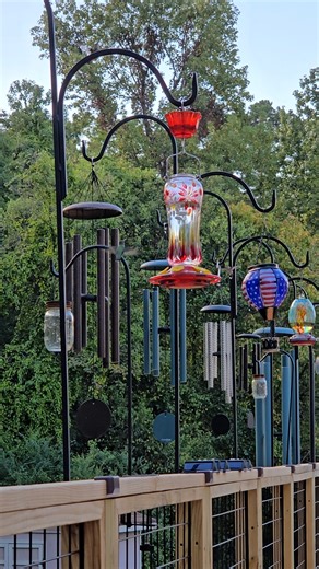 FEEDING FRENZY: Viewer Darrell Taylor has created quite the humming bird layout at his home in Harrison. | WTVC-TV NewsChannel 9 News
