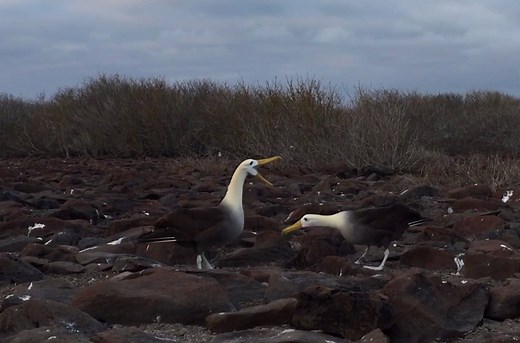 Waved Albatross perform a complex courtship dance in the Galapagos. For photographers, capturing behaviors like these can result in compelling images.⠀ ⠀ But it's important to be prepared. Here's what to look for to capture your own unique photos: http://ow.ly/4jOa30aRWQU | National Audubon Society